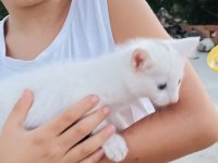 Van kedisi yavrusu babalık hakkı alınmıştır