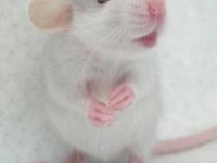 Rat - Dumbo Rat Yavrular ve Malzemeleri Adrese Teslim Var