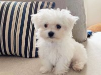 Maltese Terrier Xs Ev Doğumlu Sıfır Numara Yavrularım