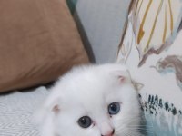 Scottish fold renkli gözlü dişi