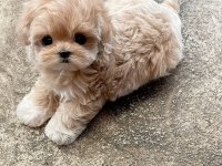 Orjinal Kore Kan Maltipoo