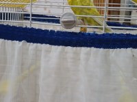 Ele alışık oyuncul muhabbet kuşu