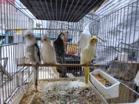 Renk Renk Sultan Papağanları