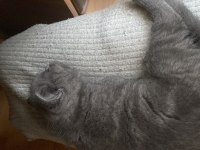 2 aylık gri erkek british shorthar yavru