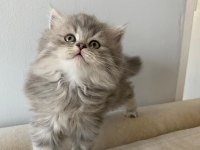 Orjinal şecereli blue point ve british shorthair yavrular