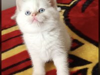 Brıtısh Shorthair Sevimli Yavrularım
