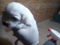20 günlük kartopu bebek köpekler