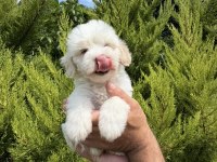 Maltese terrier yavrular