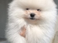 2.5 aylık erkek üst kalite Pomeranian boo yavrular