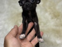 Teacup Irkının En Miniği Şivava Yavru