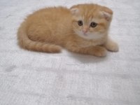 Scottish fold erkek yavrumuz mama ve tuvalet eğitimi tamam