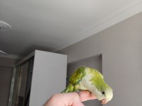 FULL EVCİL MONK PAPAĞANI BEBEK