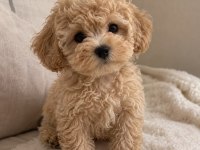 Kg Garantili Maltipoo