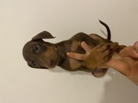 Doberman yavruları