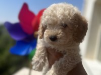 Yavru toy poodle bakımlı ve temiz