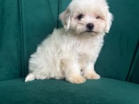 1 Dişi 1 Erkek Köpeğimiz