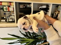 AKILLI FRENCH BULLDOG YAVRULAR
