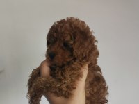 Çiş ve box eğitimli aşıları tam poodle