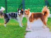 Yetişkin SCR li border collie