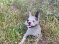 French Bulldog Köpeğimiz