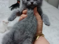 2 TANE KÜÇÜK AFACANLAR DİK VE KIRIK KULAK KEDİMİZ