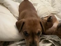 Ücretsiz Sahiplendirme Yavru Köpek Ömürlük Yuva