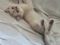 British Shorthair Kedisi