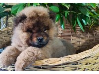 Chow chow yavrular