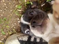 3 aylık french bulldog dişi