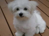 2.5 AYLIK MALTESE
