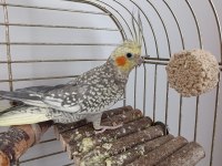 6 aylık erkek sultan papağanı