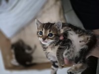 Minik Bıdık Kedimiz Yeni Sahibini Arıyor