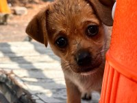 Orjinal ırk minyatür pinscher