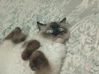 British blue point