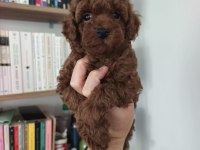 Toy poodle yavru köpeklerimiz