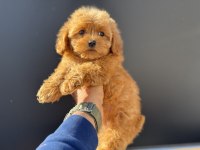 Petmode köpek çiftliğinde ziyarete açık kore maltipoo