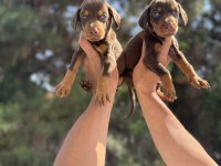 A Kalite King Doberman Yavruları Hazır