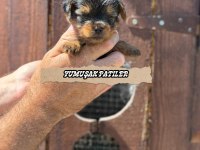 TEACUP YORKİ GOLD