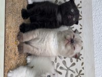 2 Aylık Scottish Fold Yavrular