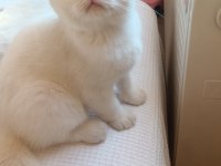 Scottish fold üç aylık