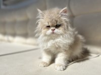 British Longhair Ay12 Kedimiz
