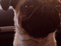 Erkek Pug Köpeği