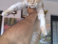 Safkan Dişi Maine Coon