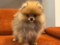 Pomernian boo bebekler