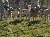 A KALİTE AKBAŞLAR SÜRÜ KÖPEKLERİMİZ