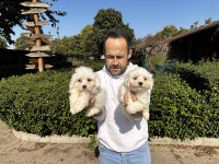 Maltese Terrier Yavrularımız