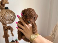 Çok Tatlı, Red Brown, Orijinal Toy Poodle Yavruları