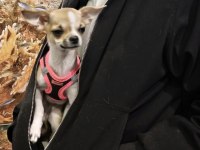 Orijinal Pinscher Yuva Arıyor