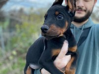 ÜST KALİTE DOBERMAN YAVRULAR