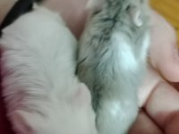 İki Gonzales Hamster